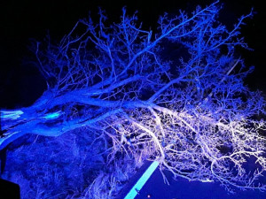 Hasiče v Olomouckém kraji zaměstnal vítr, řešili hlavně spadlé stromy