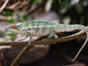 V olomoucké zoo mohou návštěvníci nově vidět chameleona pardálího