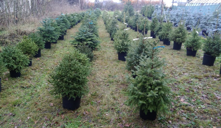 Hitem letošních Vánoc jsou půjčovny živých vánočních stromků, lidé se snaží šetřit přírodu