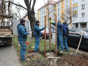 Nalezené kabely byly nefunkční, akáty na Masarykově třídě jsou tak už vysazeny