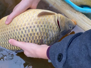 Vypuštění do rybníka kapr většinou nepřežije. Proč nekupovat domů živého kapra?