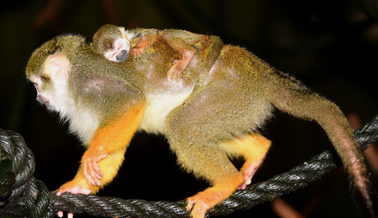 FOTO: Olomoucká zoo uvítala první letošní mláďata. Kdo si letos připsal prvenství?