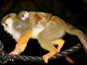 FOTO: Olomoucká zoo uvítala první letošní mláďata. Kdo si letos připsal prvenství?