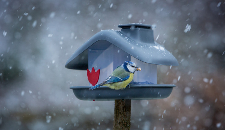 Ptačí hodinka se blíží. Lidé po celé republice budou během víkendu opět počítat ptáčky na krmítku