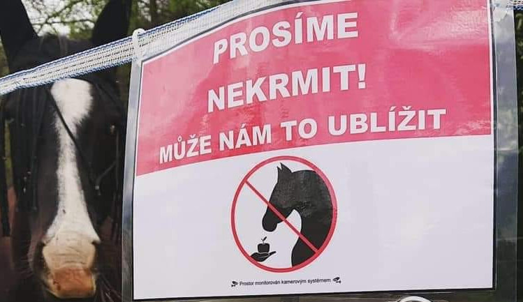 Cizí koně se nekrmí, ale je to marný, zlobí se chovatelé. I jablko nebo chleba může zvíře zabít