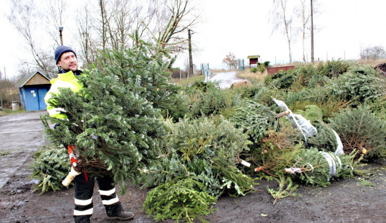 Vánoční stromky z domácností v Olomouci skončí v kompostárně. Jak postupovat?