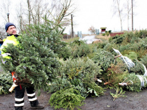 Vánoční stromky z domácností v Olomouci skončí v kompostárně. Jak postupovat?