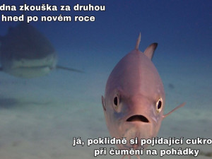 Autorka UPOL memes: Je to obecně důležitější než kdy předtím. Prozradí identitu?