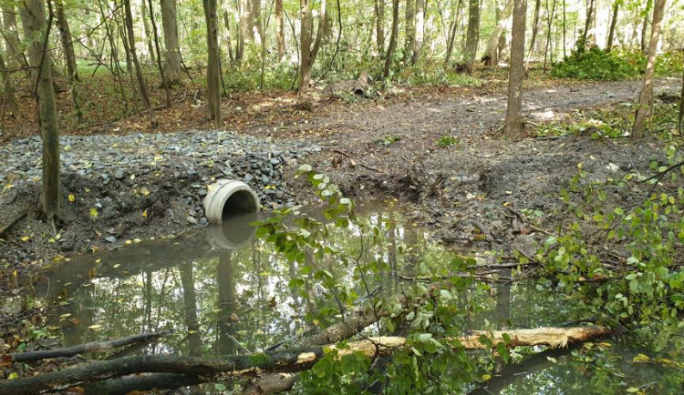 Přírodní rezervace Žebračka se čistí od popadaných stromů. Voda se díky tomu dostává do vyschlých míst