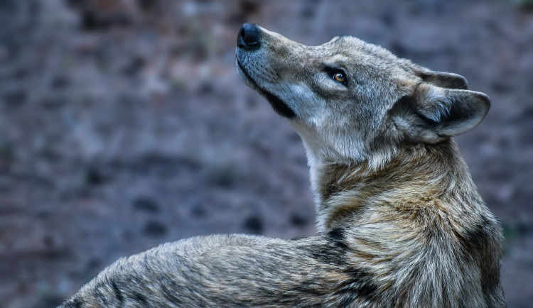 V ČR je podle ochranářů 22 vlčích teritorií. Do monitoringu se zapojilo i olomoucké Hnutí Duha