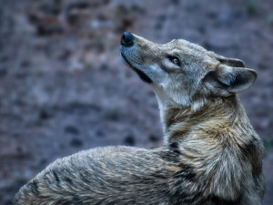 V ČR je podle ochranářů 22 vlčích teritorií. Do monitoringu se zapojilo i olomoucké Hnutí Duha