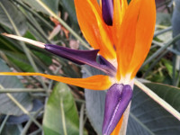 Adventní workshop i úroda citrusů. Sbírkové skleníky jsou otevřené a plné lákadel