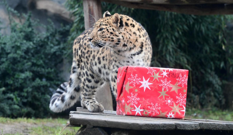 Vánoční hostina pro zvířátka. Olomoucká zoo zpestřila jídelníček
