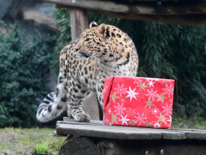 Vánoční hostina pro zvířátka. Olomoucká zoo zpestřila jídelníček