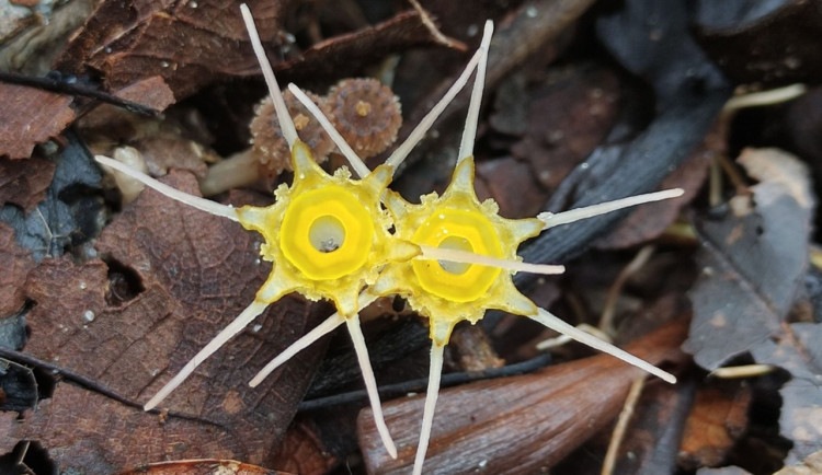 Biologové z Přírodovědecké fakulty Univerzity Palackého pátrají na Borneu po zapomenutých rostlinách