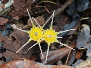 Biologové z Přírodovědecké fakulty Univerzity Palackého pátrají na Borneu po zapomenutých rostlinách