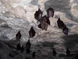 Na spící netopýry do jeskyní Na Špičáku se nyní zájemci mohou podívat i v zimě