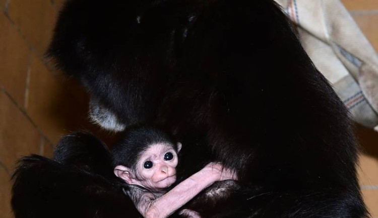 Olomoucká zoo slaví, mají nový přírůstek u gibonů