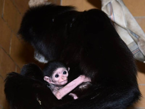 Olomoucká zoo slaví, mají nový přírůstek u gibonů