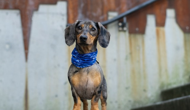 katie-bernotsky-rZ14QniYmvU-unsplash