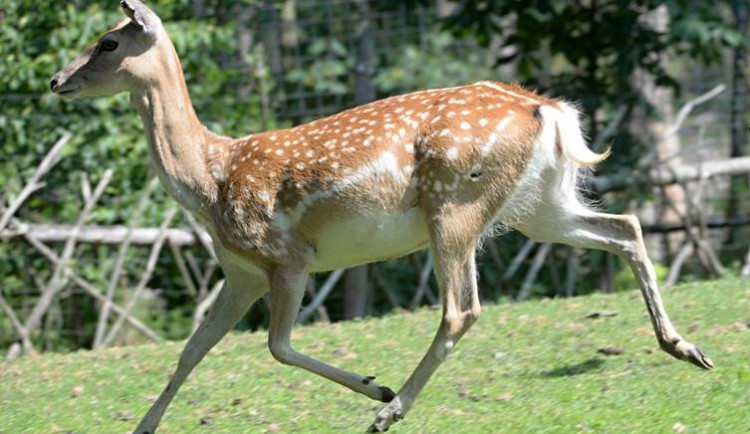 Olomoucká zoo získala vzácného daňka, na světě jich není ani tisíc