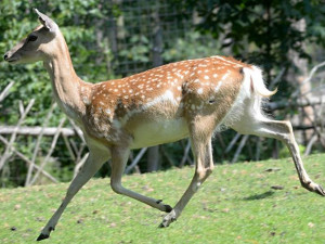Olomoucká zoo získala vzácného daňka, na světě jich není ani tisíc