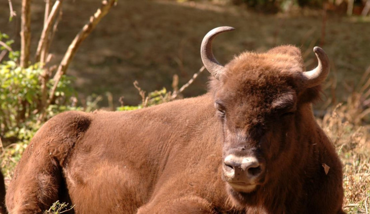 Zoo Olomouc přesídlila zubra, nyní je v Plzni