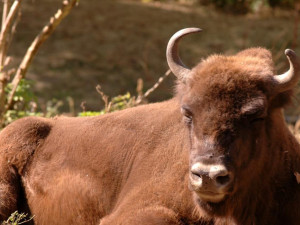 Zoo Olomouc přesídlila zubra, nyní je v Plzni