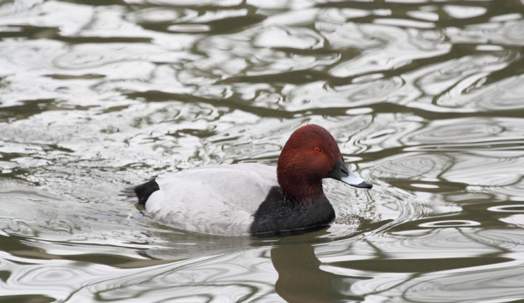 Ptákem roku je polák velký. V Česku patří mezi lovnou zvěř, celosvětově je přitom ohroženým druhem