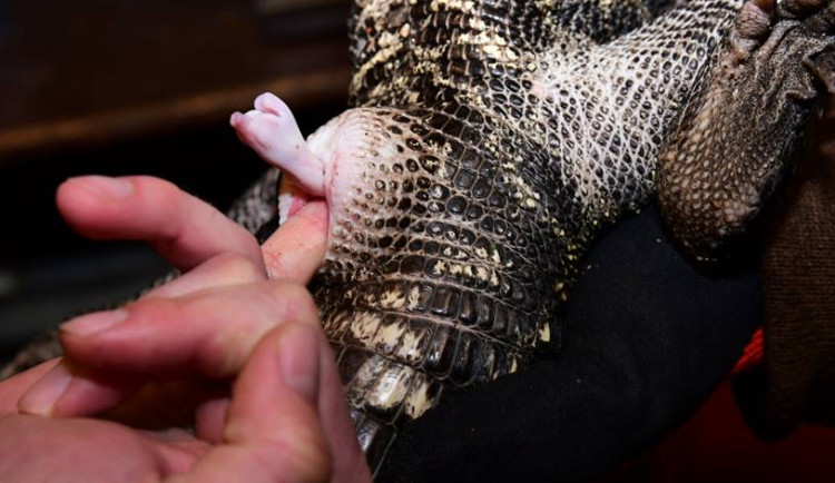 Pohmatem v kloace zjišťovali pohlaví mladých krokodýlů v Olomoucké zoo