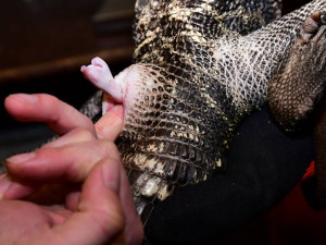 Pohmatem v kloace zjišťovali pohlaví mladých krokodýlů v Olomoucké zoo