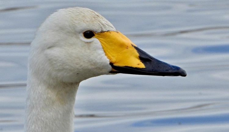 Známá labuť zpěvná uhynula. Zpěvanka byla v Česku od roku 2006