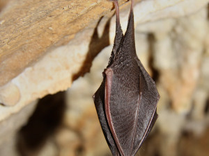 Javoříčské jeskyně probudí netopýry, buďte u toho