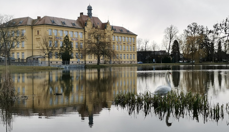 Litovel zasáhl další úhyn labutě na botulismus. Pomoct má speciální krmivo a zimní vypuštění rybníku