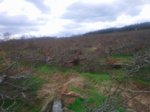 Část jabloňových sadů v Mostkovicích šlo k zemi. Nemůžeme dál dotovat ztráty, vysvětlují to pěstitelé