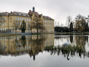 Litovel zasáhl další úhyn labutě na botulismus. Pomoct má speciální krmivo a zimní vypuštění rybníku