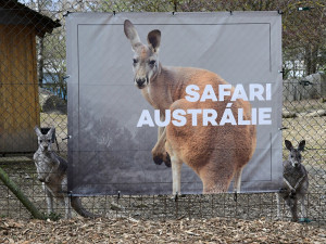 Olomoucká zoo otevřela nové pavilony safari. Už jste je viděli?