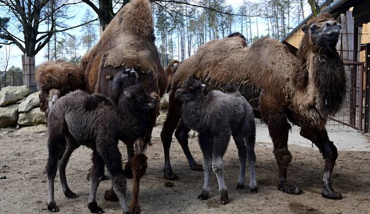 Olomoucká zoo se rozrůstá o tři mláďata velbloudů