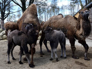 Olomoucká zoo se rozrůstá o tři mláďata velbloudů