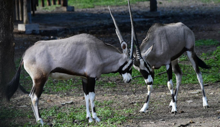 Olomoucká zoo přivítala další jihoafrické oryxy