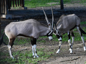 Olomoucká zoo přivítala další jihoafrické oryxy