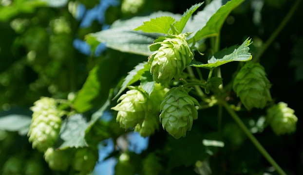 Nechmel děti! Ochucené nealko pivo není a nebude limonáda