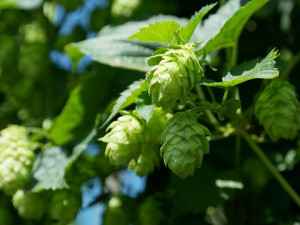 Nechmel děti! Ochucené nealko pivo není a nebude limonáda