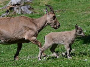 Olomoucká zoo se stává klenotem chovu vzácných kozorožců kavkazských a vede evropskou plemennou knihu