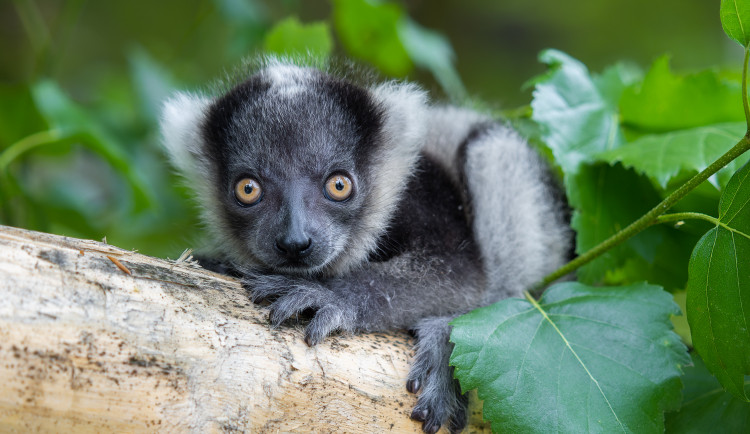 V Česku je druhé mládě vari černobílých, nachází se v olomoucké zoo