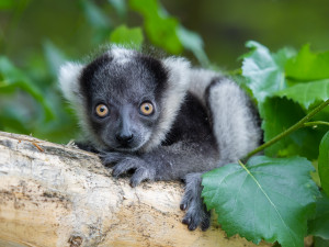 V Česku je druhé mládě vari černobílých, nachází se v olomoucké zoo