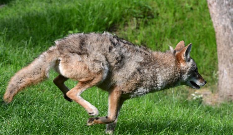 Kojot prériový se vrací do Zoo Olomouc. Mytologicky významná šelma přináší svůj půvab a výzkumný potenciál