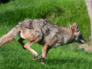 Kojot prériový se vrací do Zoo Olomouc. Mytologicky významná šelma přináší svůj půvab a výzkumný potenciál