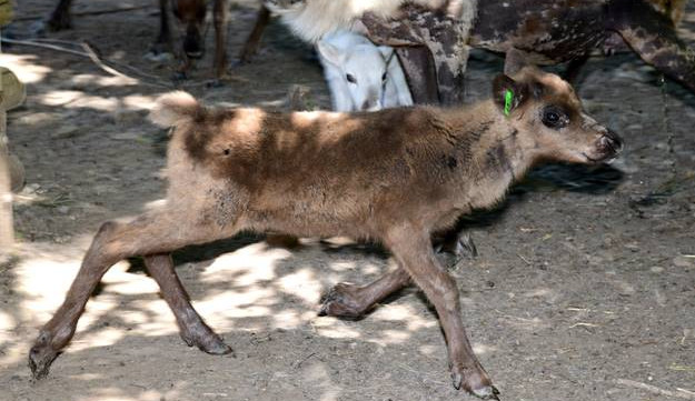Olomoucká zoo přivítala čtyři nová mláďata