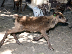 Olomoucká zoo přivítala čtyři nová mláďata